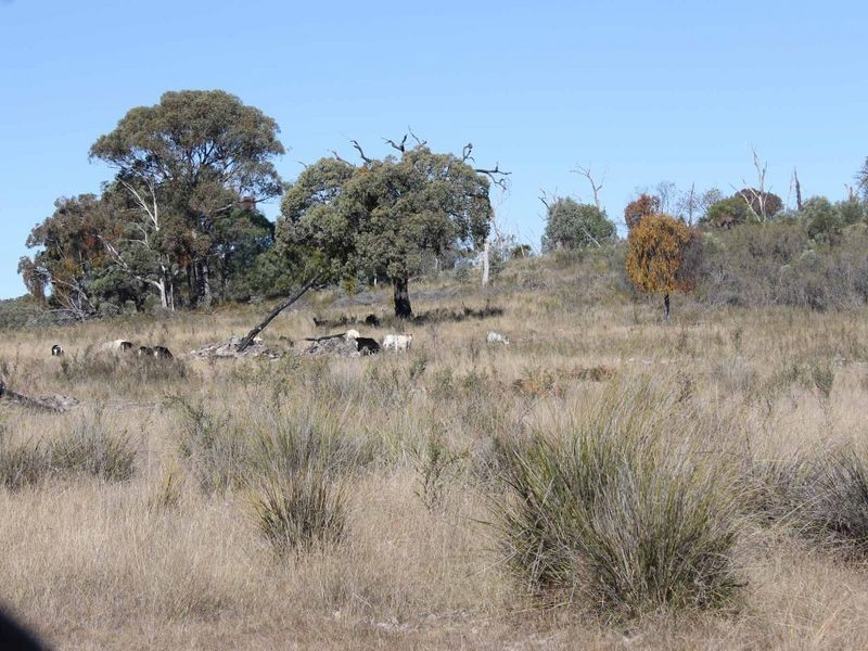 25 Arnolds Road, Glen Innes NSW 2370