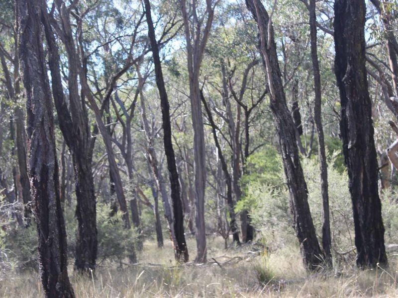 25 Arnolds Road, Glen Innes NSW 2370