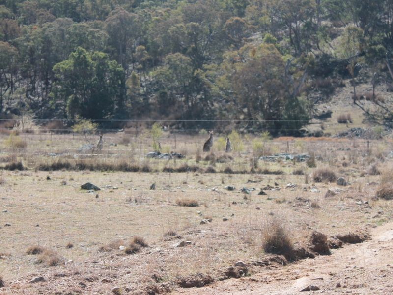 Lot 18 Gulf  Road, Emmaville NSW 2371