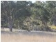 Lot 4 Gulf RD, Emmaville NSW 2371
