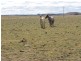 Lot 5 Red Range Rd, Glen Innes NSW 2370