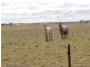 Lot 5 Red Range Rd, Glen Innes NSW 2370