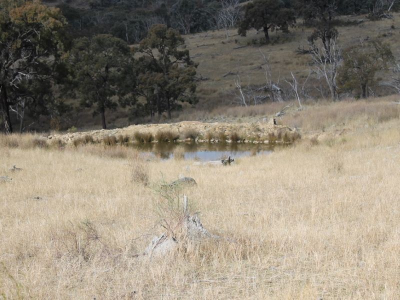 Lot 16 Gulf Rd, Emmaville NSW 2371