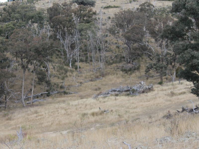 Lot 16 Gulf Rd, Emmaville NSW 2371