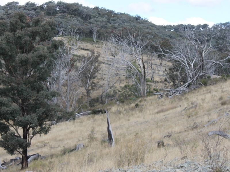 Lot 16 Gulf Rd, Emmaville NSW 2371