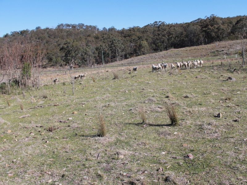 Lots 113-1 Cnr Torrington Rd & Wellington Vale Rd, Emmaville NSW 2371