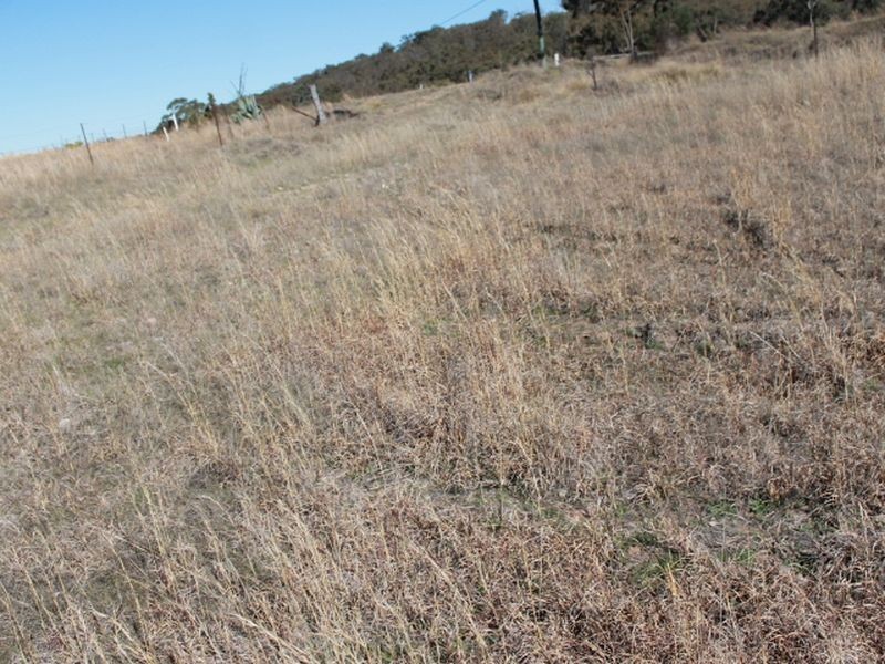 Lots 113-1 Cnr Torrington Rd & Wellington Vale Rd, Emmaville NSW 2371