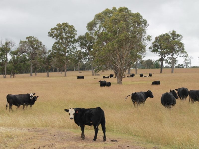 Lot 318 Torrington Rd, Deepwater NSW 2371