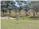 392 Carrot Farm Road, Glen Innes NSW 2370
