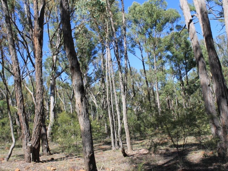 Cadell Road, Emmaville NSW 2371