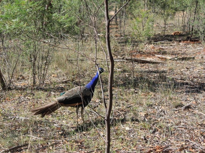 Cadell Road, Emmaville NSW 2371