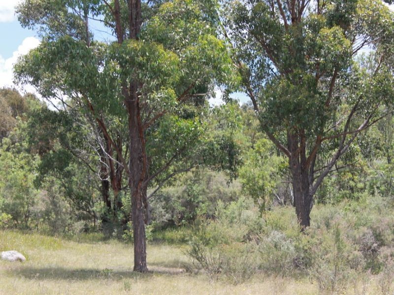 Lot 14 Catarrh Creek Road, Torrington NSW 2371