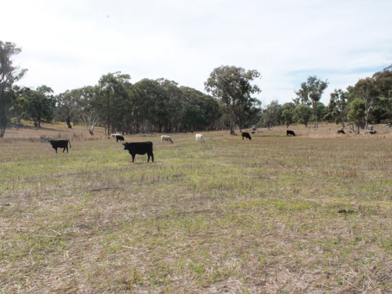 3739 Glen Innes Rd, Emmaville NSW 2371