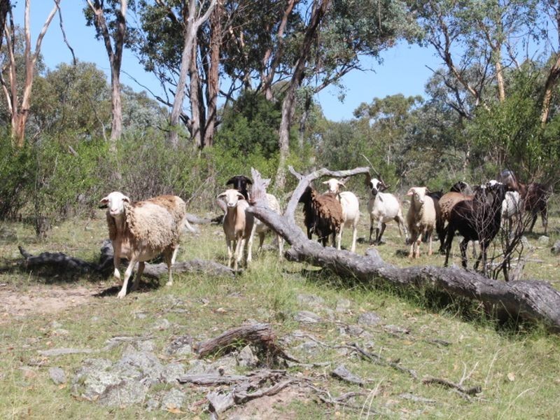 1560 Gulf Road, Emmaville NSW 2371