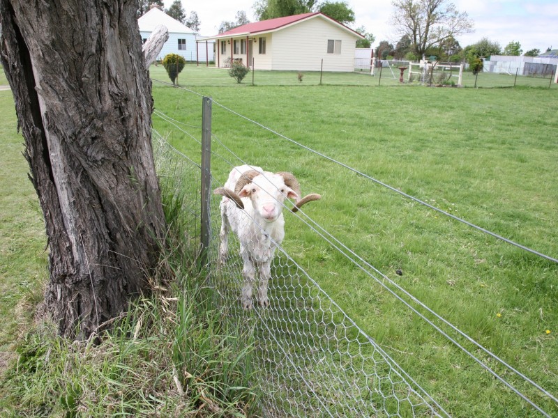 17 Cadell Street, Deepwater NSW 2371