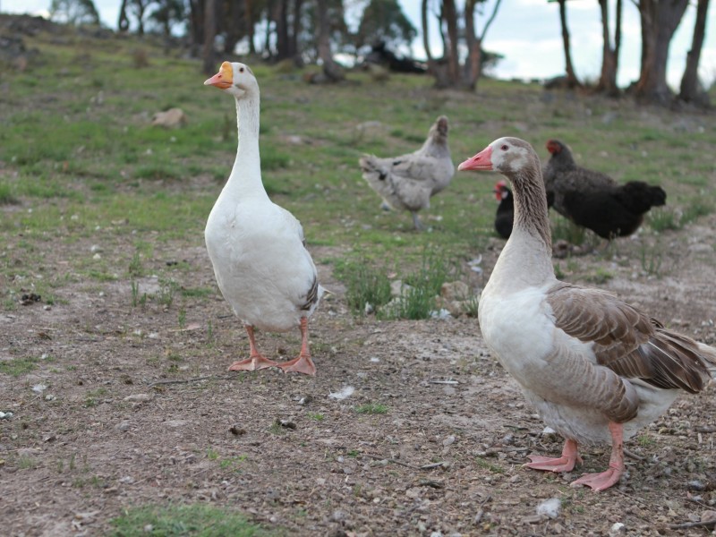 142 Six Mile Road, Dundee NSW 2370