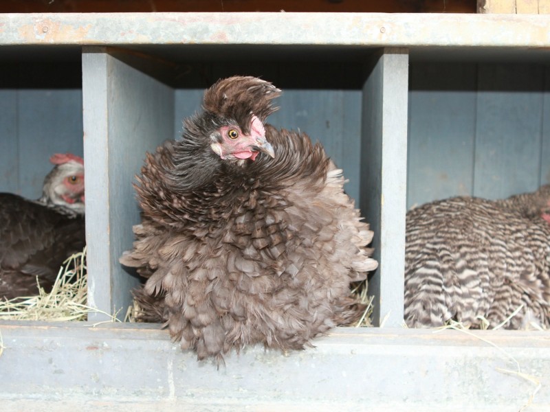 142 Six Mile Road, Dundee NSW 2370