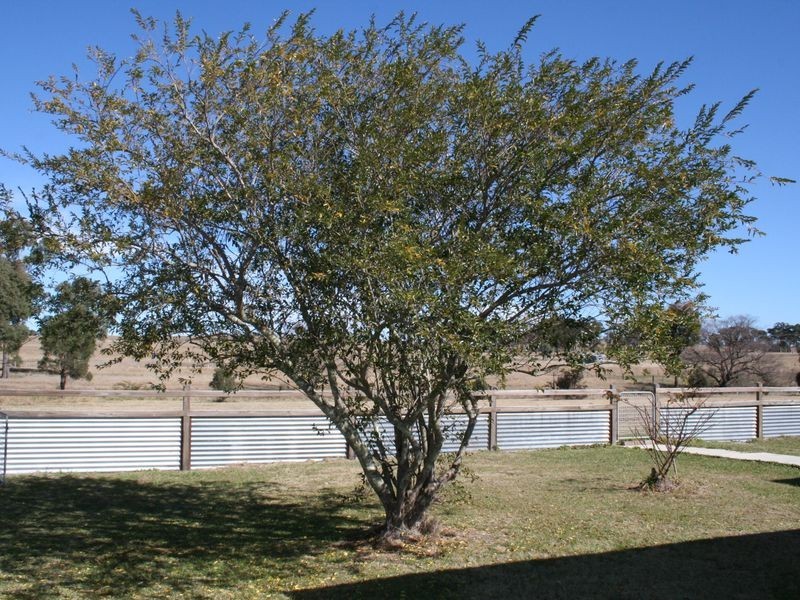 7 Blythe Street, Deepwater NSW 2371