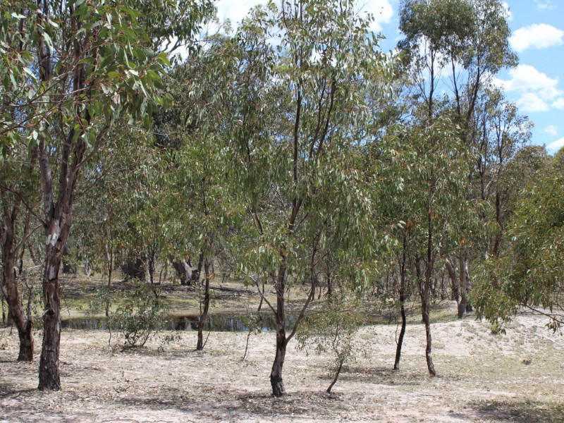 464 Wellingrove Road, Wellingrove NSW 2370