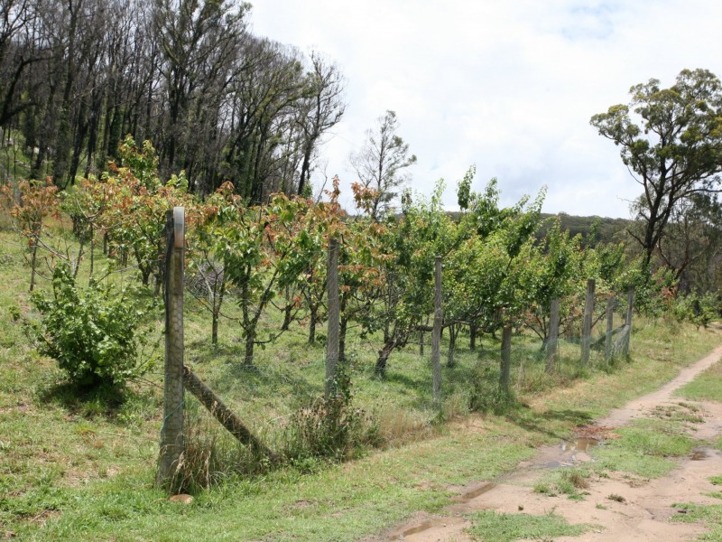 66 Sara River Road, Mount Mitchell NSW 2365
