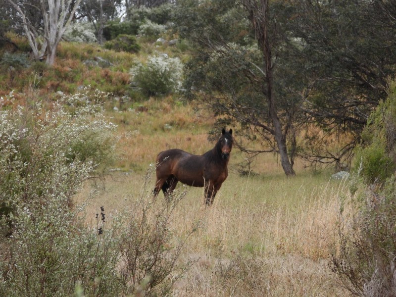 Lot 241 Coopers Road, Red Range NSW 2370