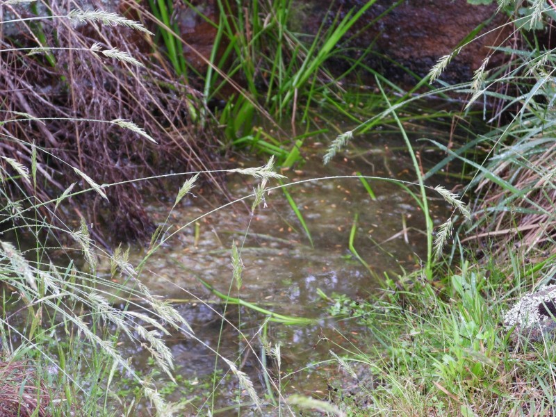 Lot 241 Coopers Road, Red Range NSW 2370