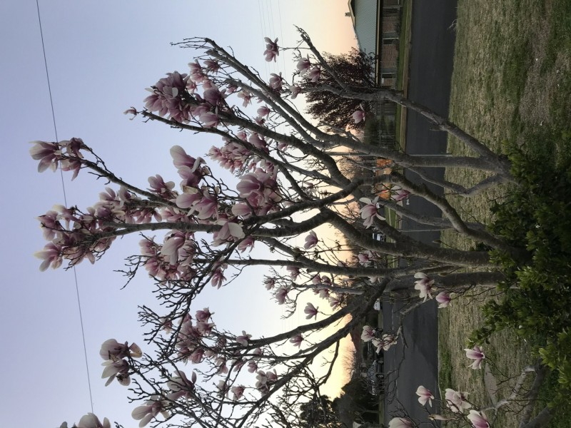 165 Lambeth Street, Glen Innes NSW 2370