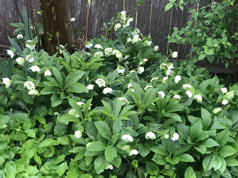 165 Lambeth Street, Glen Innes NSW 2370