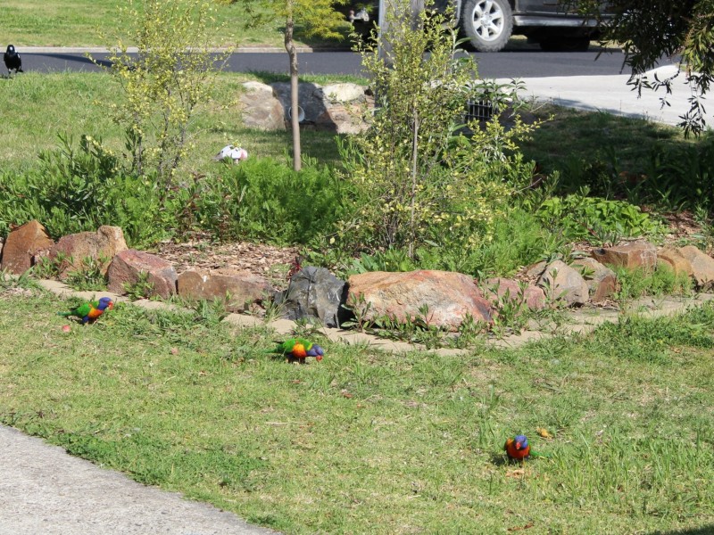 4 Young Street, Glen Innes NSW 2370