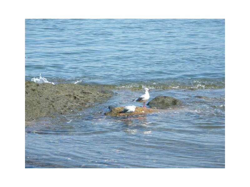 6/15 Dick Street, Henley NSW 2111