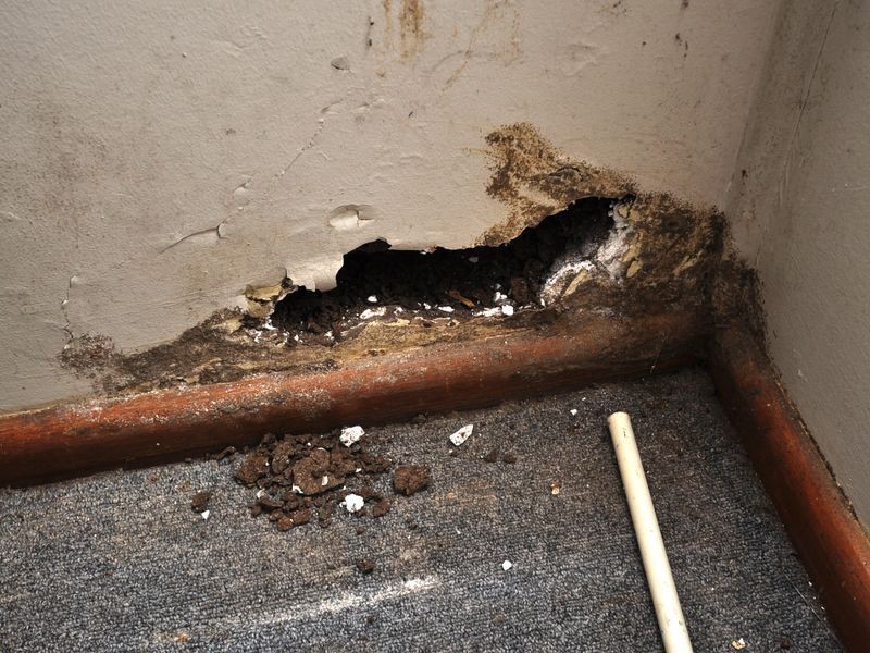 Springfield NSW 2250