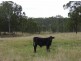 “Gum Ridge”, Lower Southgate NSW 2460