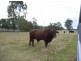 “Gum Ridge”, Lower Southgate NSW 2460