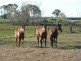 Lot 1 Duke Street, Grafton NSW 2460