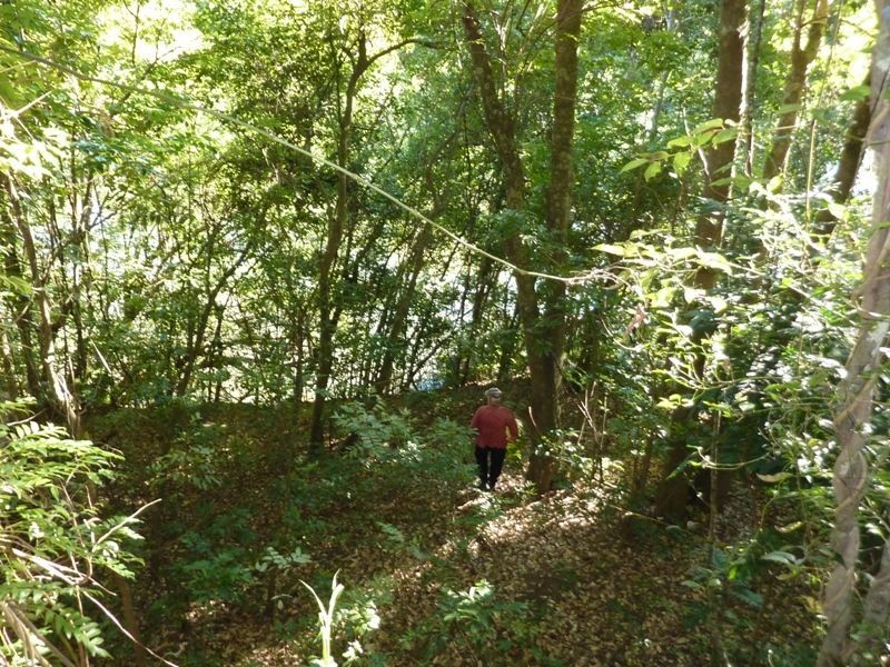 Ryans Gully Road, Grafton NSW 2460