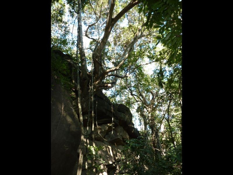 Ryans Gully Road, Grafton NSW 2460