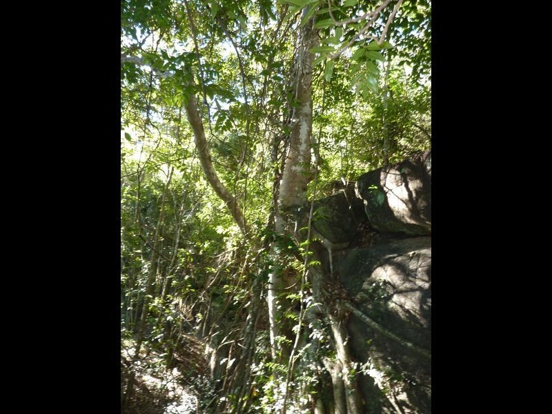 Ryans Gully Road, Grafton NSW 2460