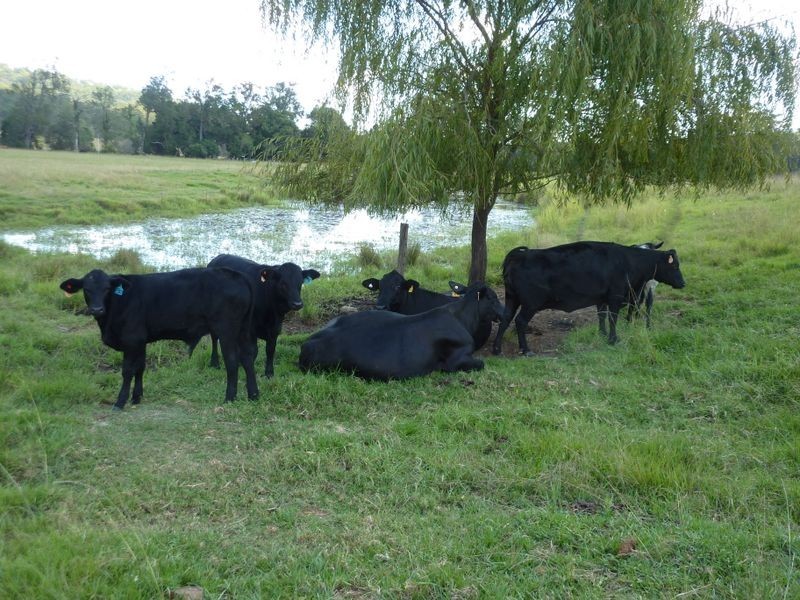 554 Middle Creek Road, Grafton NSW 2460