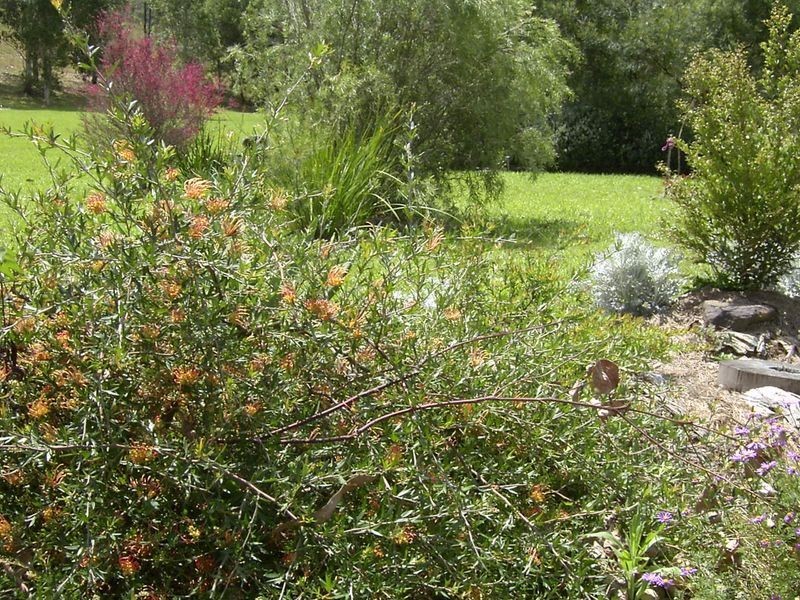 3339 Armidale Road, Nymboida NSW 2460