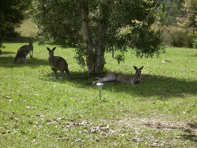 3339 Armidale Road, Nymboida NSW 2460