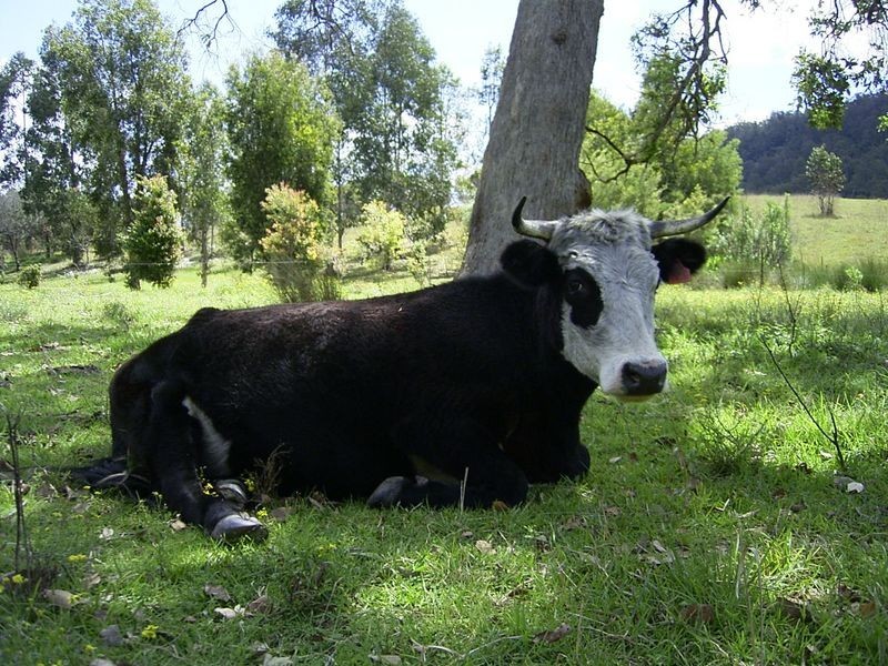 3339 Armidale Road, Nymboida NSW 2460