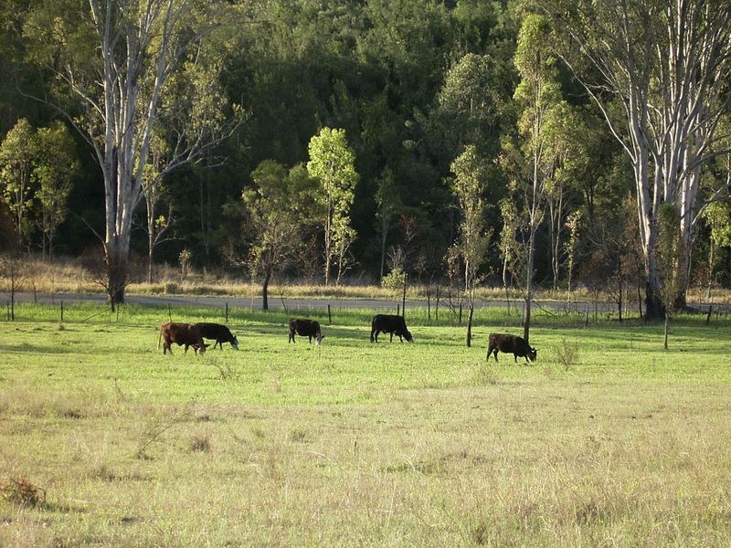 3339 Armidale Road, Nymboida NSW 2460