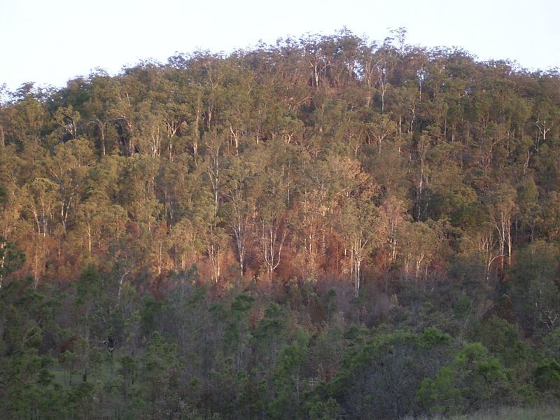 3339 Armidale Road, Nymboida NSW 2460