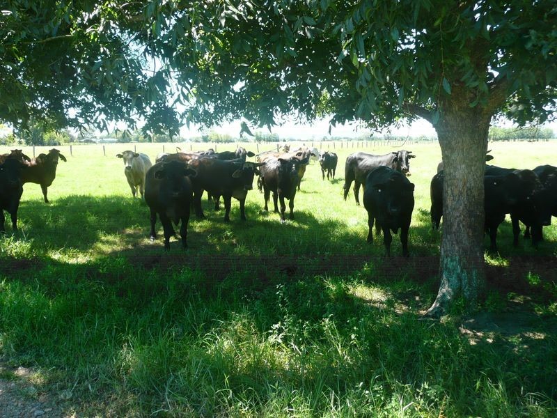 1174 Pacific Highway, Grafton NSW 2460