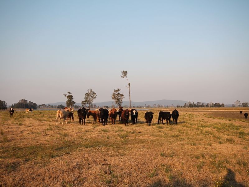 1304 Lower Coldstream Road, Ulmarra NSW 2462