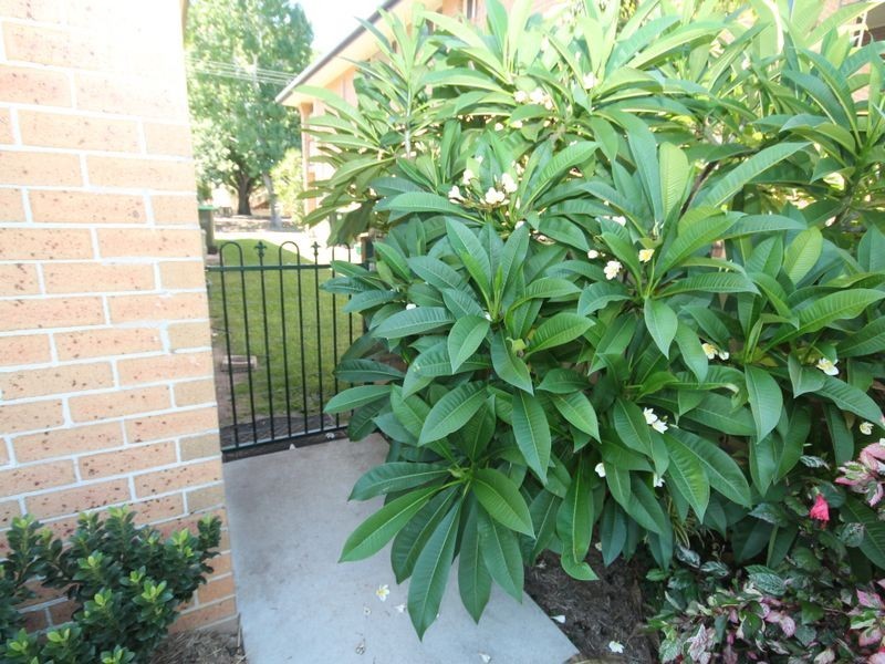 37b Dobie Street, Grafton NSW 2460