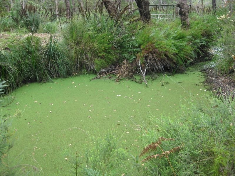 Lot 8/Sec H DP82 Nardoo Street, Pindimar NSW 2324