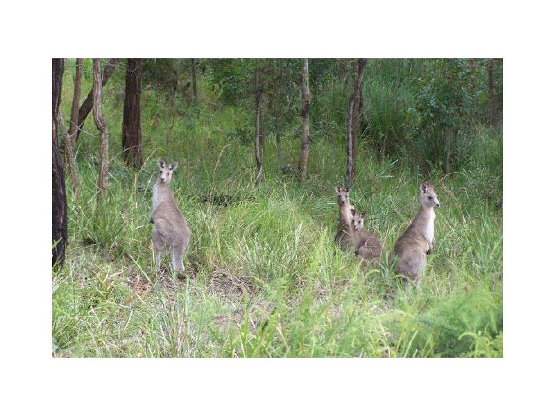 17 Curlew Avenue, Nerong NSW 2423