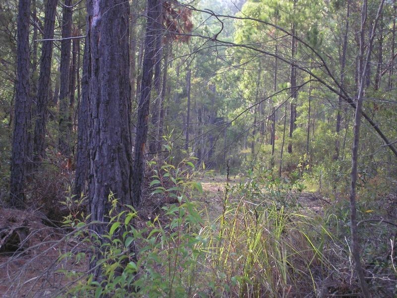 Lot 12 Bundabah Road, Bundabah NSW 2324