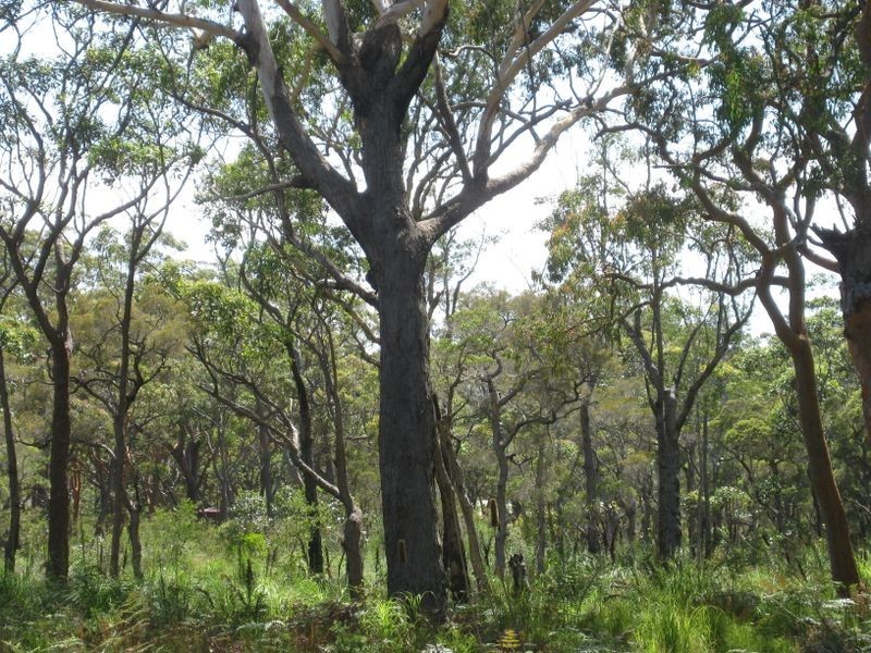 Lot 17 Nardoo Street, Pindimar NSW 2324